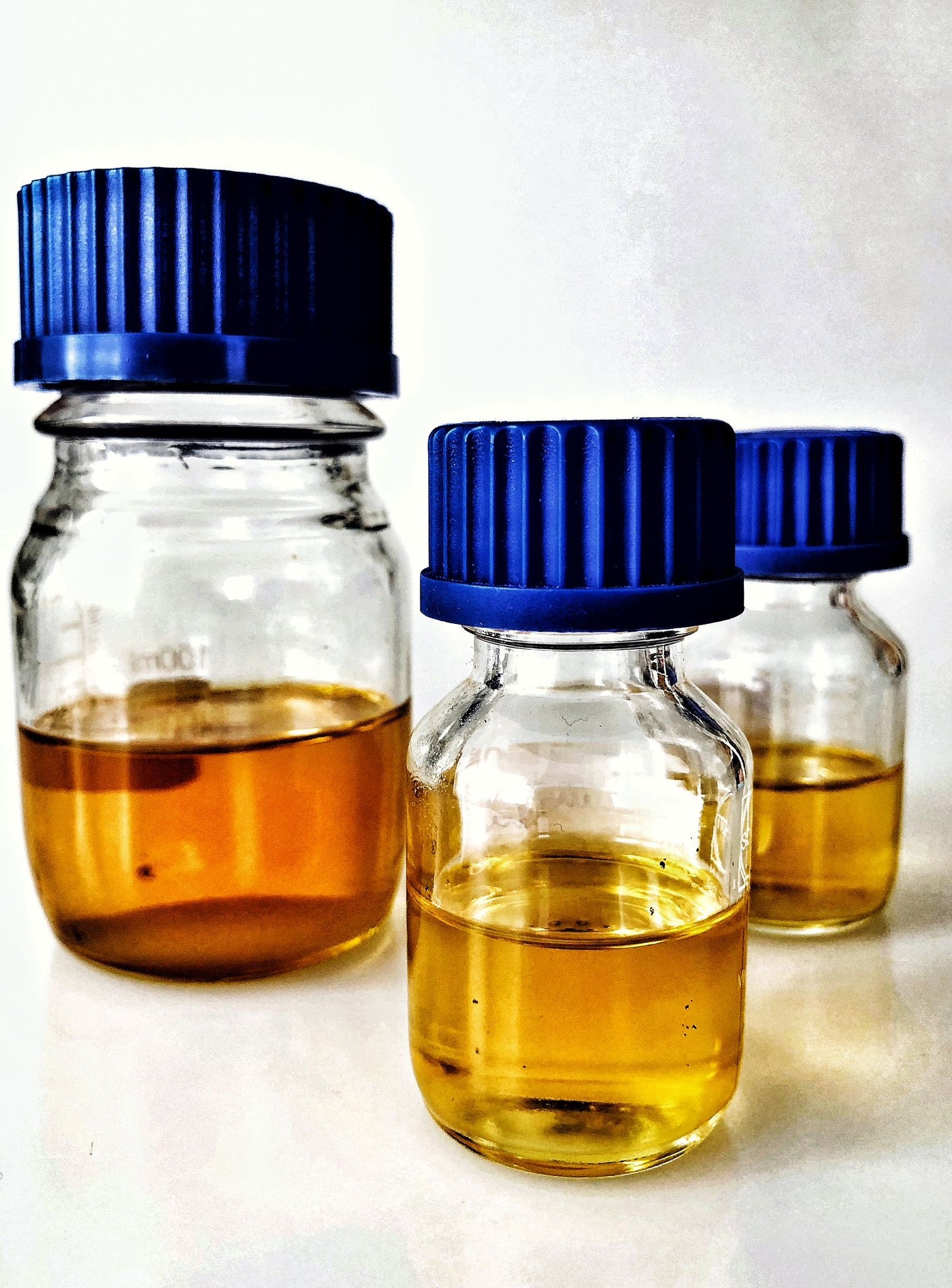 Mysore Sandalwood Santalum Album